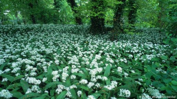 ثوم الدببة ـ مضاد حيوي طبيعي وفوائد علاجية مذهلة!