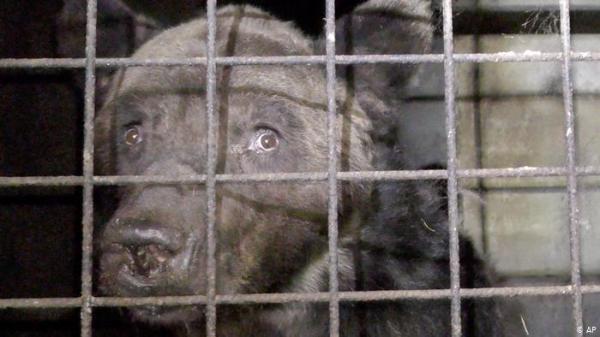 في أمريكا .. سبع سنوات سجن لمن يعذب الحيوانات