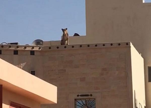 أسد يعتلي سطح مبنى قرب مدرسة و يثير الذعر