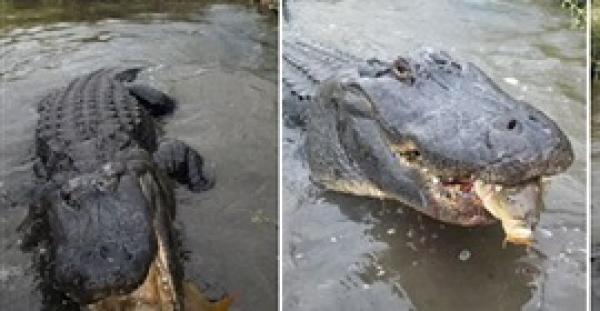 بالفيديو.. رجل يطعم تمساح سمكة ضخمة