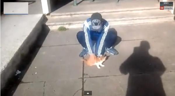 محكمة فرنسية تقضي بسجن رجل ذو أصول عربية عذب قطة