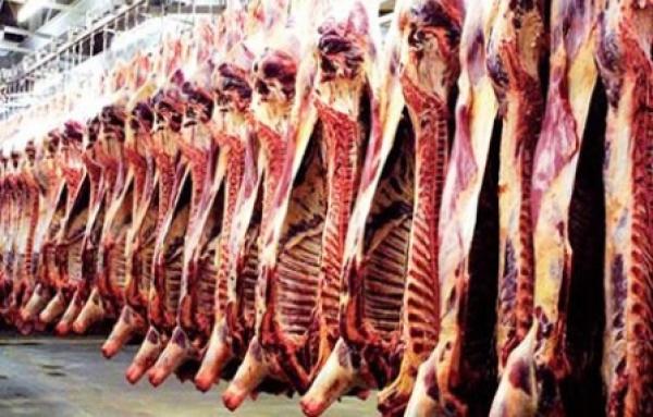 الدارالبيضاء : تجار اللحوم يعتزمون ذبح أبقار أمام الولاية احتجاجا على الذبيحة السرية