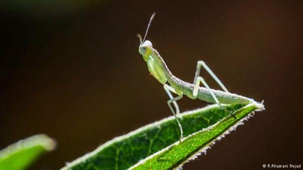 الجراد يلهم العلماء لابتكار رجل آلي يقوم بمهام مذهلة