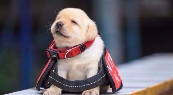 الشرطة التايوانية توظف فريقاً من الجراء الصغيرة للعمل لديها