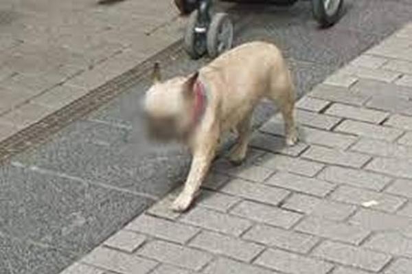 خرائط غوغل تقوم بتغطية وتعتيم وجوه الكلاب لحماية خصوصيتها