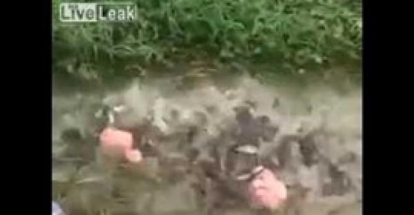 بالفيديو .. شاهد ماذا فعلت آلاف الأسماك الجائعة عند وضع الطعام لها