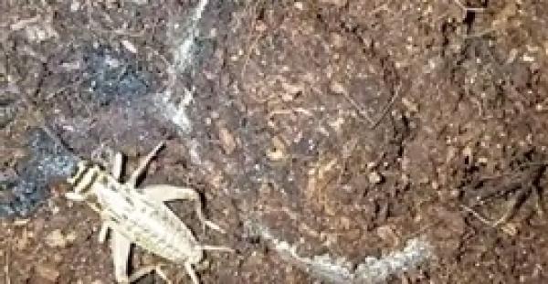 بالفيديو.. عنكبوت يتربص بحشرة يثير رعب مستخدمي الإنترنت