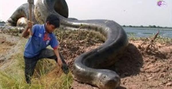 بالفيديو.. أغرب 5 طرق للصيد في العالم