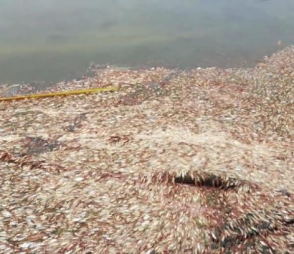 نفوق أعداد كبيرة من الأسماك ببحيرة محمية سيدي بوغابة يحرك وزارة الفلاحة وهذا ما أظهرت التحاليل المخبرية