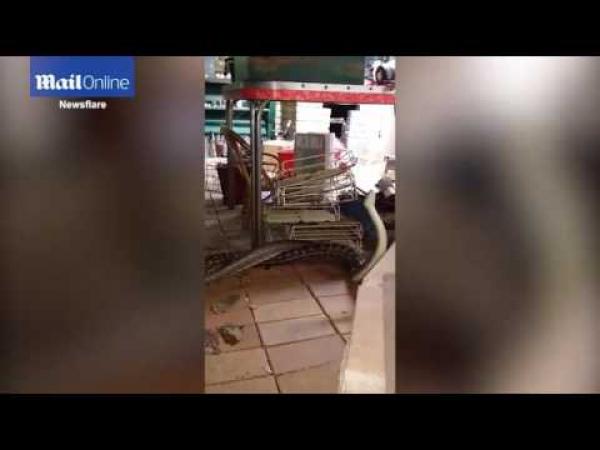 بالفيديو: أسترالي يكتشف ثعبانين يتعاركان في مطبخه