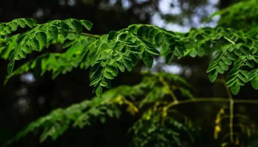 بذور المورينغا تفتح طريقاً طبيعياً لتنقية المياه من البلاستيك الدقيق