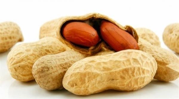 البروبيوتك يعالج الحساسية ضد المكسرات لدى الأطفال