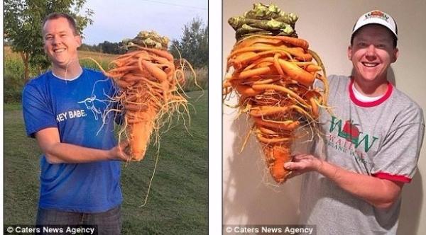 أمريكي يزرع أضخم جزرة في العالم بطول 60 سم