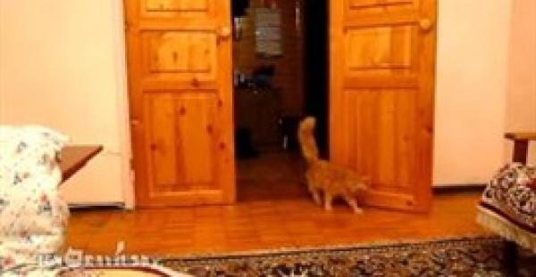 بالفيديو.. 5.5 ملايين مشاهدة لرد فعل قطة على قفزة «سوبر ماريو»