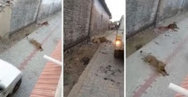 بالفيديو.. لبؤة تهاجم قرية هندية وتلتهم بقرة