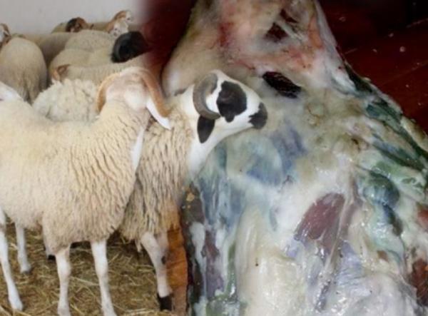 سري للغاية: حالة من التوجس في وزارة الفلاحة بسبب استفسار جهات عليا عن فساد الأضاحي