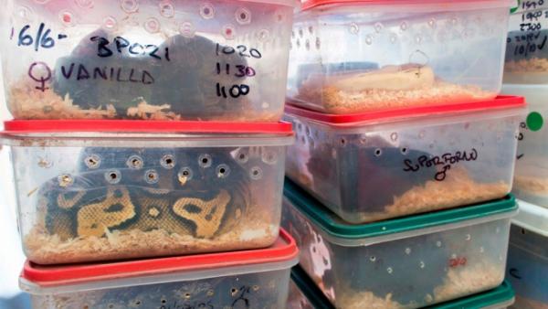 بالفيديو: اكتشاف 219 ثعباناً بمنزل في الأرجنتين