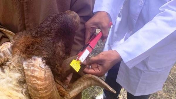 "أونسا" تواصل عملية ترقيم رؤوس الأغنام والماعز استعدادا لعيد الأضحى  المقبل