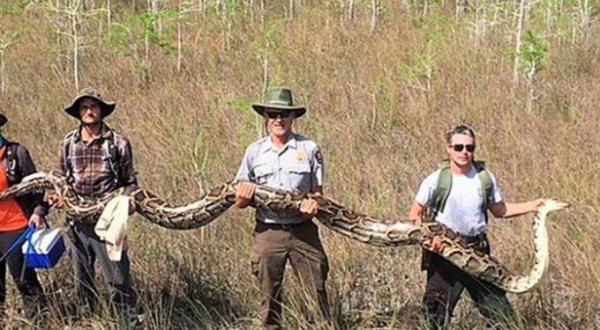 طولها يزيد عن 6 أمتار و"متوحشة".. صيادون ينجحون في اصطياد أكبر أفعى بفلوريدا