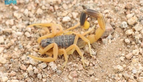 اكتشاف نوع جديد من العقارب في السعودية
