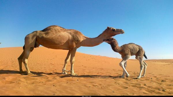 واقعة لا تصدق.. ناقة تقتل صاحبها نواحي الصويرة انتقاما لذبح صغيرها