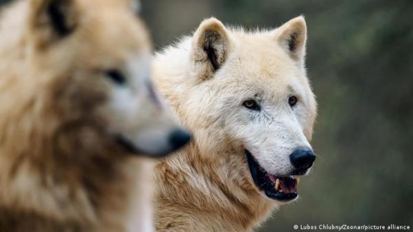 الذئاب قادرة على "التمييز بين البشر" من خلال الصوت