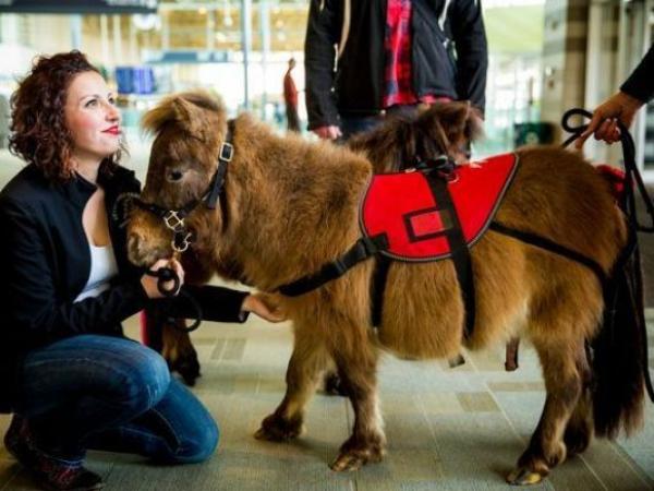 بالفيديو: خيول صغيرة لتخفيف الضغط عن المسافرين