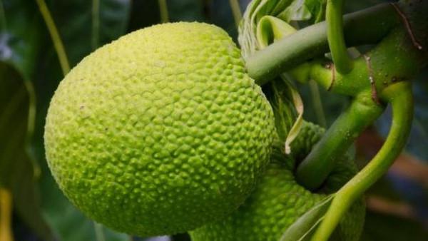 فاكهة الخبز..ثمرة قد تزاحم القمح في أهميته