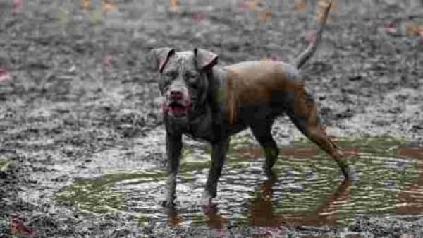 الكلاب تعض 50 ألف مغربي سنويا