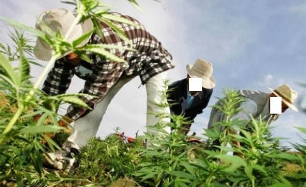 400 ألف شخص يعملون بالزراعة غير المشروعة للقنب الهندي