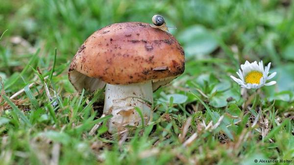 احذروا هذه الفطريات السامة والمميتة