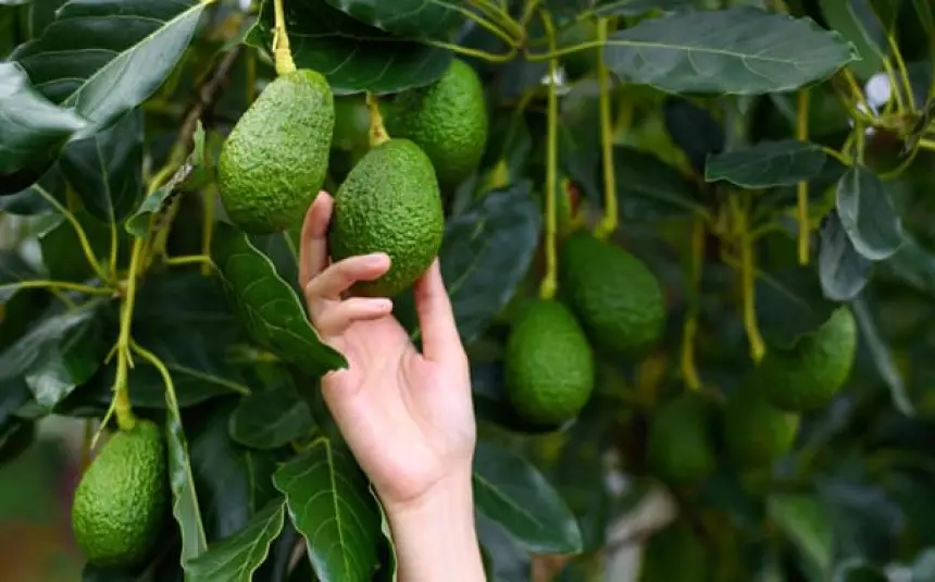 ست سنوات بعد إطلاق مشروع الأفوكا بشفشاون.. 115 مليون درهم تُنفق والنتائج مخيبة والتساؤلات تتصاعد