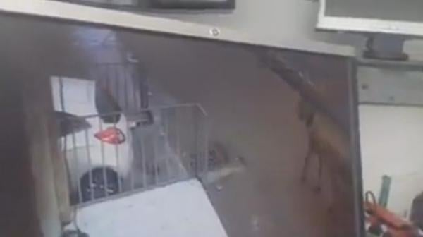 كاميرا تضبط لصين يسرقان تجهيزات الدولة