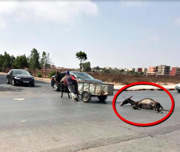 صادم : شخص يسحب حمارا ميتا بطريقة وحشية جرت عليه سخط رواد الفيسبوك