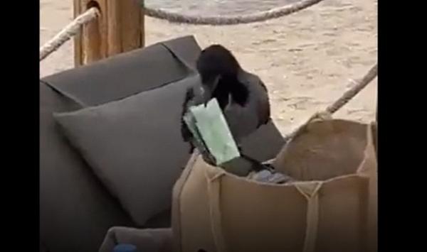 غراب يخطف 100 يورو  من حقيبة سائحة بشكل طريف|فيديو