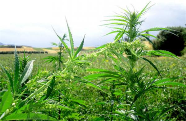 الاتحاد الأوروبي يدخل على الخط في قضية تقنين زراعة الكيف بالمغرب