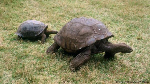 السلاحف المشوية: طبق مقبلات الإنسان ما قبل التاريخ!