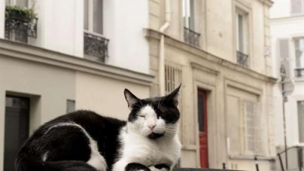 فرنسا تعين قطتين للقضاء على الفئران في مكاتب الحكومة