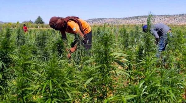 الوكالة الوطنية لتقنين الأنشطة المتعلقة بالقنب الهندي تستعرض حالة تقدم الإنجازات التقنية والمالية