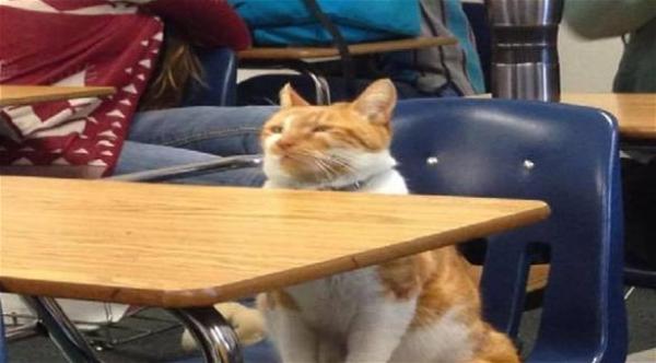  تعرف على القط الذي أصبح طالباً في الثانوية (ميرور) 