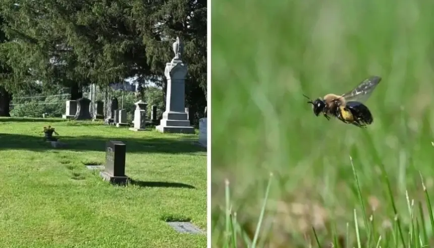 مقبرة هادئة تخفي عالماً صاخباً.. اكتشاف ملايين النحل تحت الأرض يفاجئ العلماء