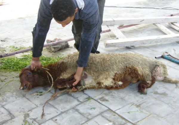 مجازر الدار البيضاء تمنع على البيضاويين ذبح كبش العيد بها