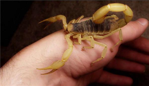 بعد بيان وزارة الصحة ...عقرب تضع حدا لحياة طفل عمره لا يتعدى 3 سنوات والحصيلة ترتفع إلى 5 وفيات في أقل من أسبوعين