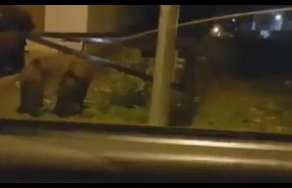 بالفيديو: "الحلوف" يغزو أحياء سكنية بالقنيطرة ليلا