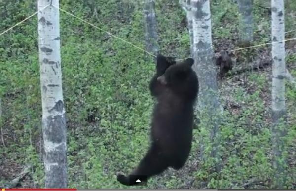بالفيديو: دب أسود يمتلك مهارة القرد في التسلق