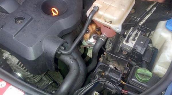 جرو "بـ7 أرواح" ينجو بأعجوبة من محرك سيارة