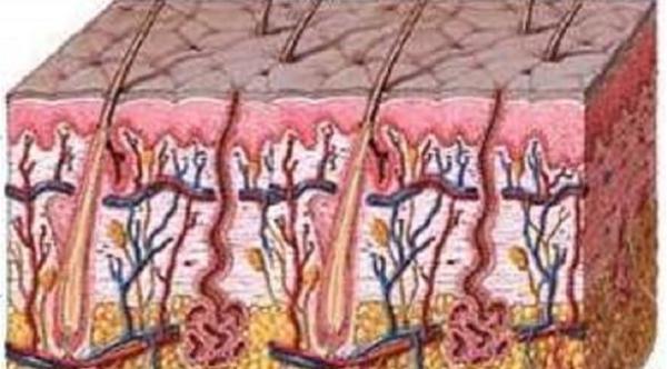 إنتاج خلايا جلد بشرية مخبرياً انطلاقاً من الخلايا الجذعية