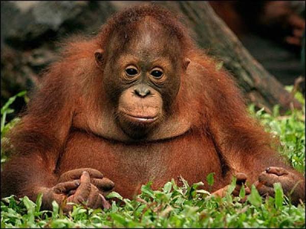 زوجان هنديان يورثان قردا ثروتهما