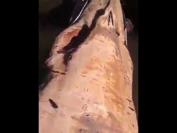 بالفيديو : بحر سيدي إفني يلفظ حوتاً ضخماً !