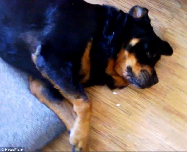 بالفيديو: "حبة دواء" تحول كلباً إلى ممثل بارع